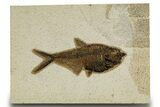 Detailed Fossil Fish (Diplomystus) - Wyoming #327809-1